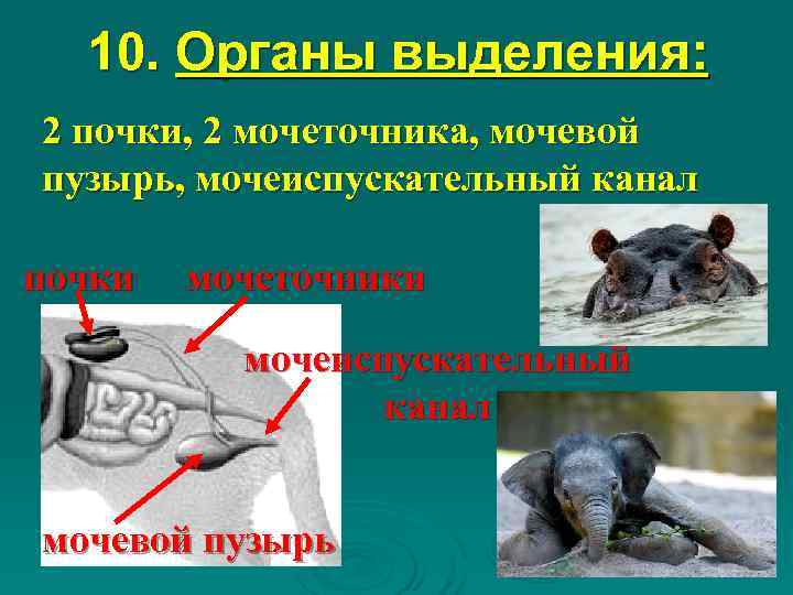  10. Органы выделения: 2 почки, 2 мочеточника, мочевой пузырь, мочеиспускательный канал почки 