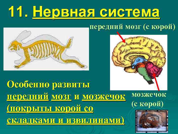 Передний мозг слабо развит. Передний мозг млекопитающих. Класс млекопитающие нервная система. Нервы переднего мозга. Передний мозг покрыт корой.