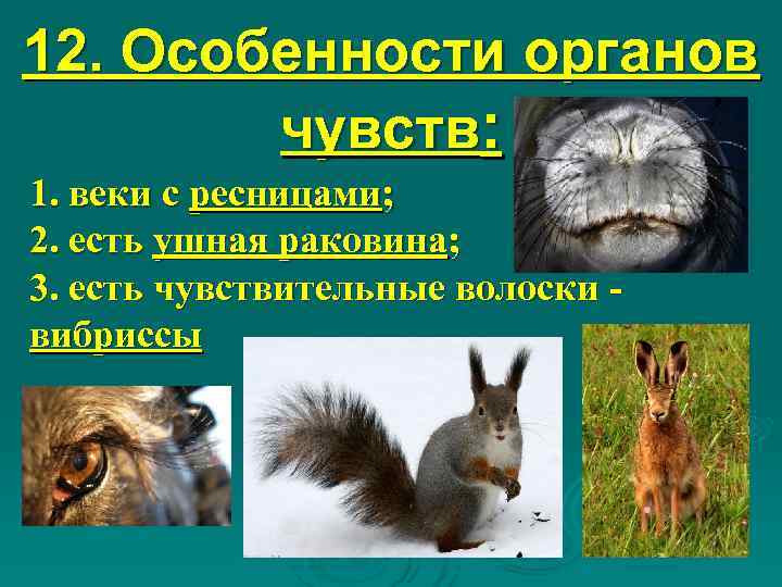 12. Особенности органов   чувств: 1. веки с ресницами; 2. есть ушная раковина;