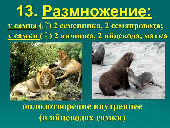  13. Размножение: у самца (♂) 2 семенника, 2 семяпровода; у самки (♀) 2