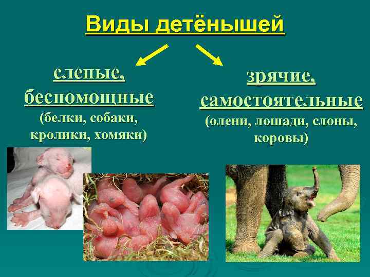   Виды детёнышей слепые,    зрячие,  беспомощные   самостоятельные