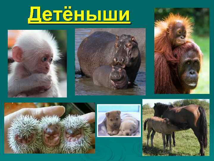 Детёныши 