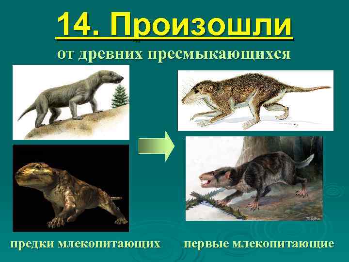  14. Произошли  от древних пресмыкающихся предки млекопитающих  первые млекопитающие 