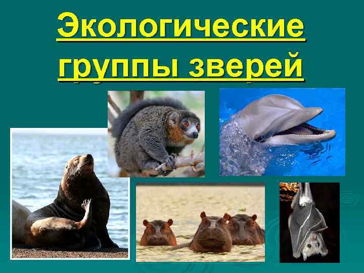 Экологические группы зверей 