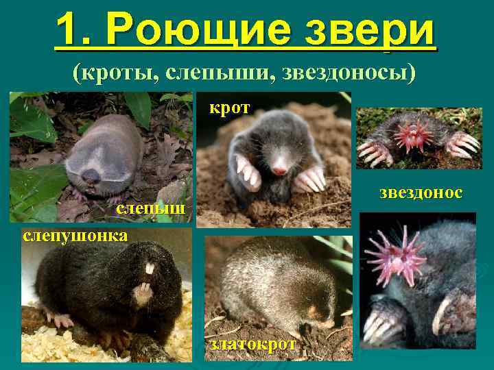  1. Роющие звери (кроты, слепыши, звездоносы)    крот   