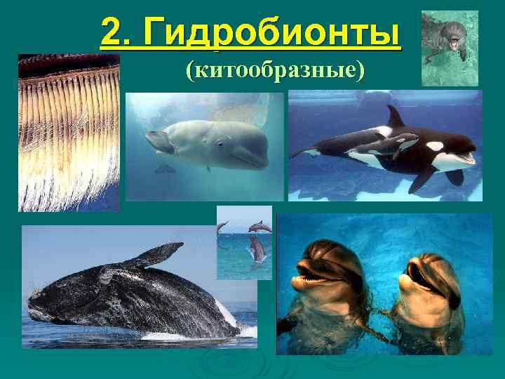 2. Гидробионты  (китообразные) 