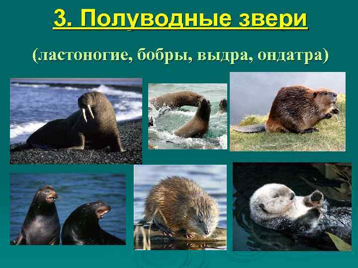  3. Полуводные звери (ластоногие, бобры, выдра, ондатра) 