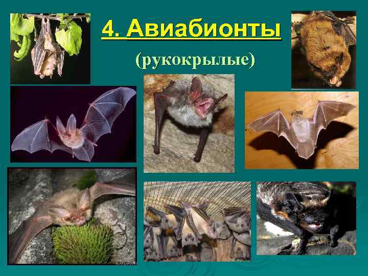 4. Авиабионты  (рукокрылые) 