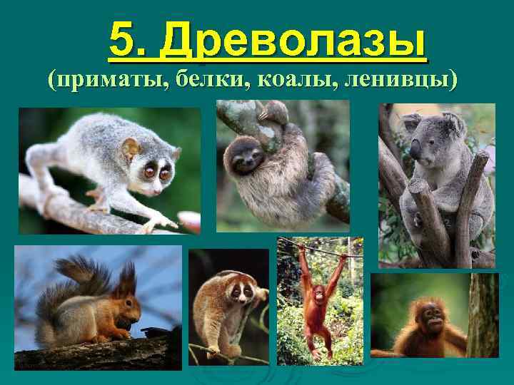   5. Древолазы (приматы, белки, коалы, ленивцы) 