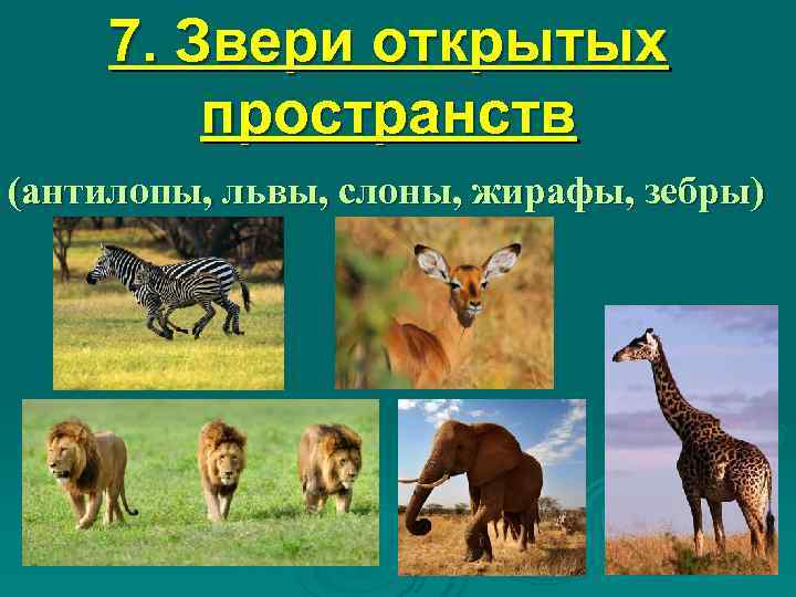  7. Звери открытых   пространств (антилопы, львы, слоны, жирафы, зебры) 