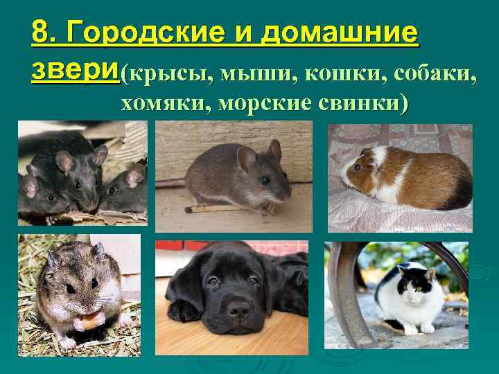 8. Городские и домашние звери (крысы, мыши, кошки, собаки,   хомяки, морские свинки)