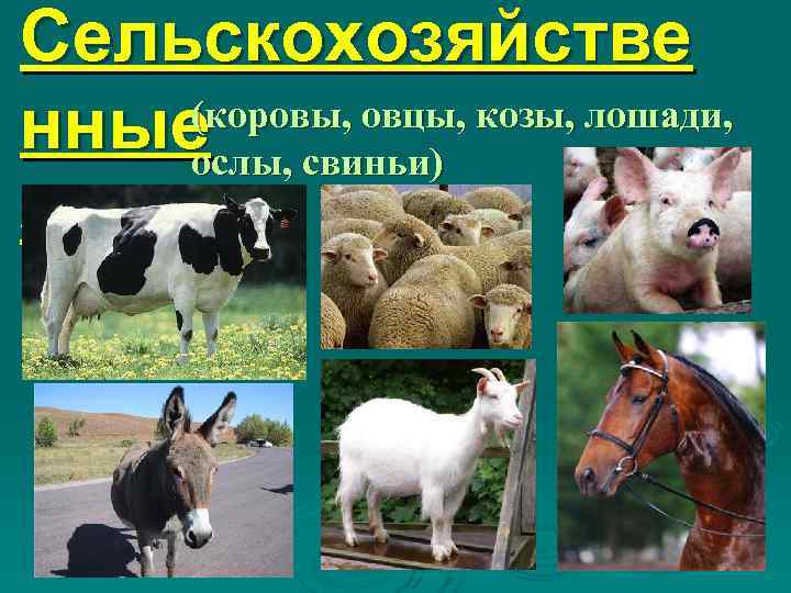 Сельскохозяйстве нные(коровы, овцы, козы, лошади,  ослы, свиньи) звери 