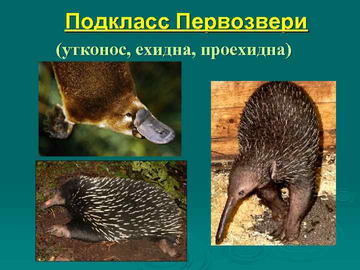  Подкласс Первозвери (утконос, ехидна, проехидна) 