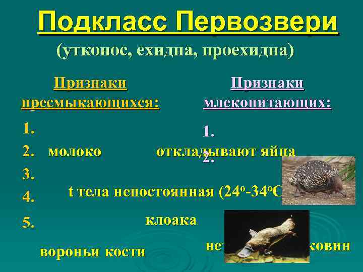  Подкласс Первозвери (утконос, ехидна, проехидна) Признаки пресмыкающихся:   млекопитающих: 1.  
