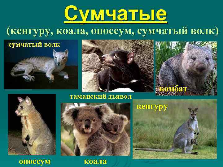     Сумчатые (кенгуру, коала, опоссум, сумчатый волк) сумчатый волк  