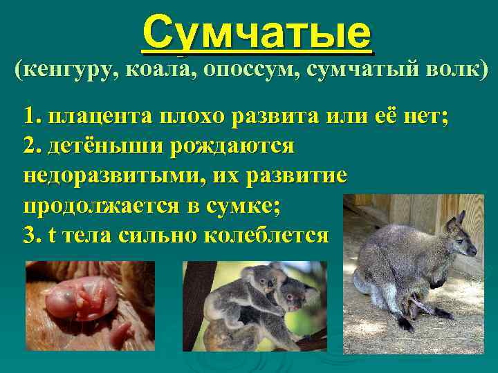    Сумчатые (кенгуру, коала, опоссум, сумчатый волк) 1. плацента плохо развита или