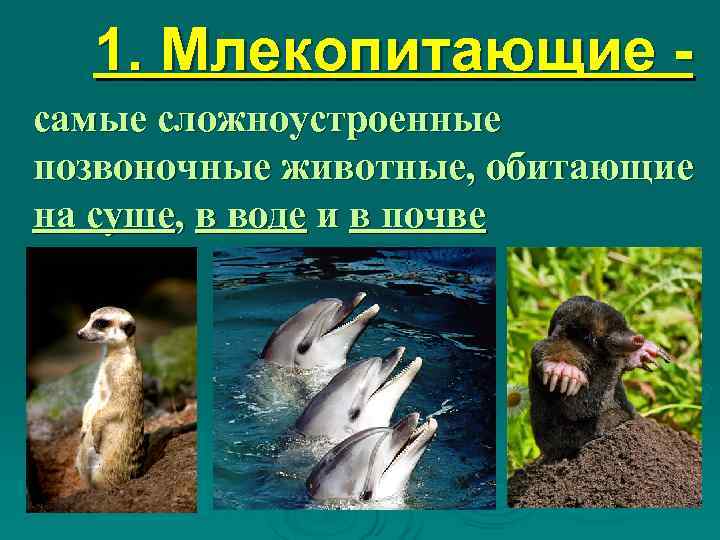  1. Млекопитающие - самые сложноустроенные позвоночные животные, обитающие на суше, в воде и