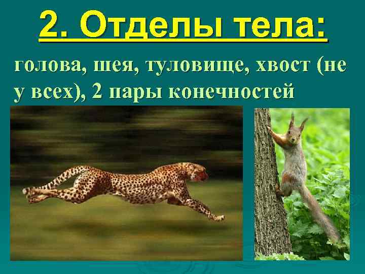  2. Отделы тела: голова, шея, туловище, хвост (не у всех), 2 пары конечностей