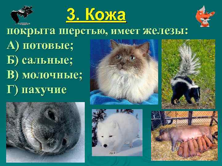    3. Кожа покрыта шерстью, имеет железы: А) потовые; Б) сальные; В)