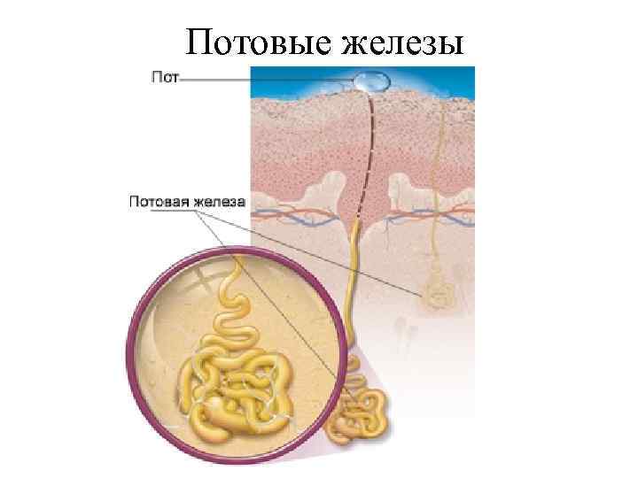 Потовые железы 