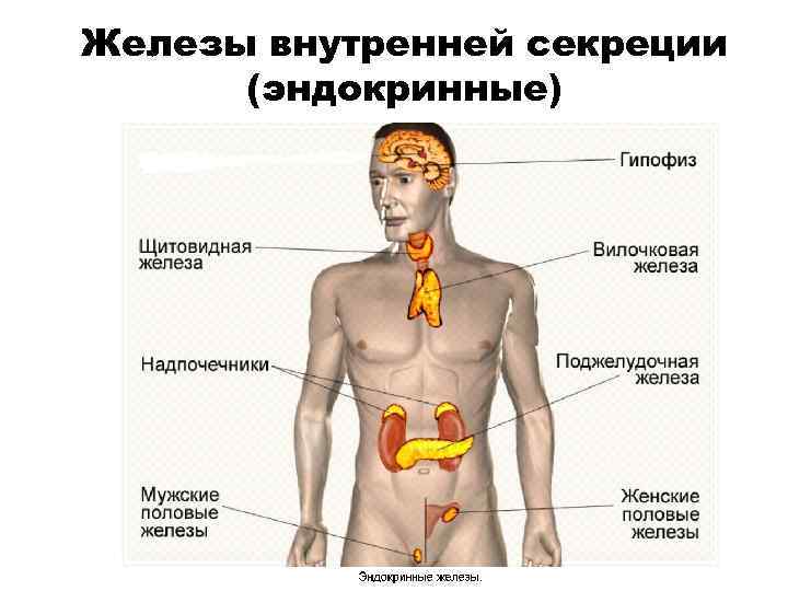 Железы внутренней секреции  (эндокринные) 