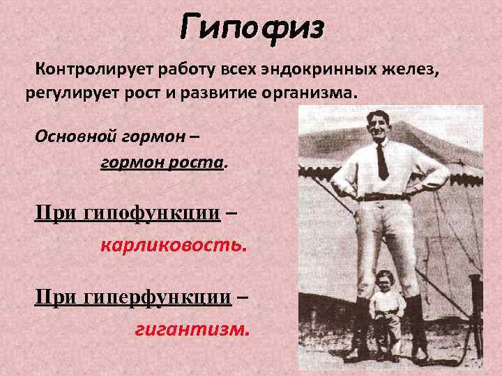    Гипофиз Контролирует работу всех эндокринных желез, регулирует рост и развитие