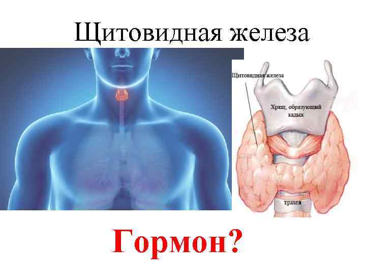 Щитовидная железа  Гормон? 