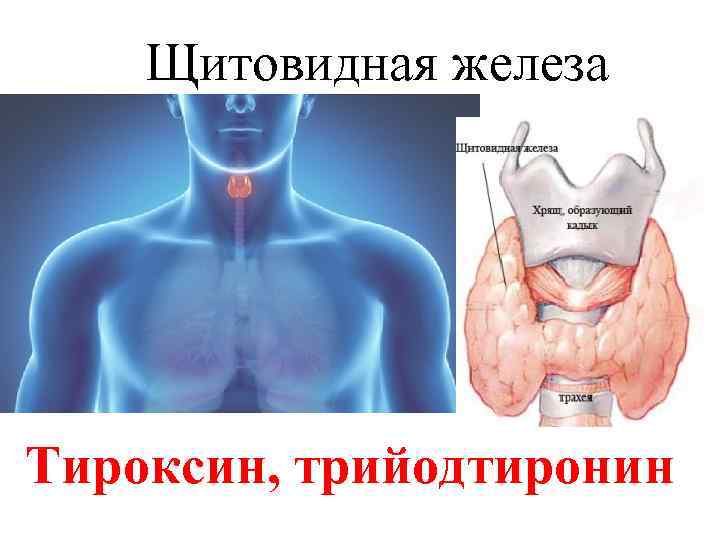   Щитовидная железа Тироксин, трийодтиронин 