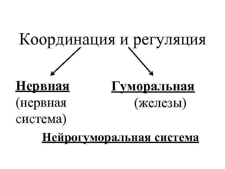 Координация и регуляция Нервная  Гуморальная (нервная   (железы) система) Нейрогуморальная система 
