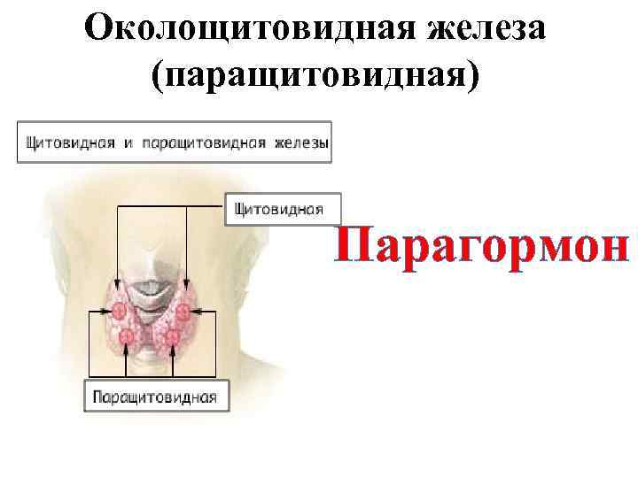 Околощитовидная железа  (паращитовидная)    Парагормон 