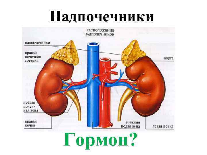 Надпочечники Гормон? 