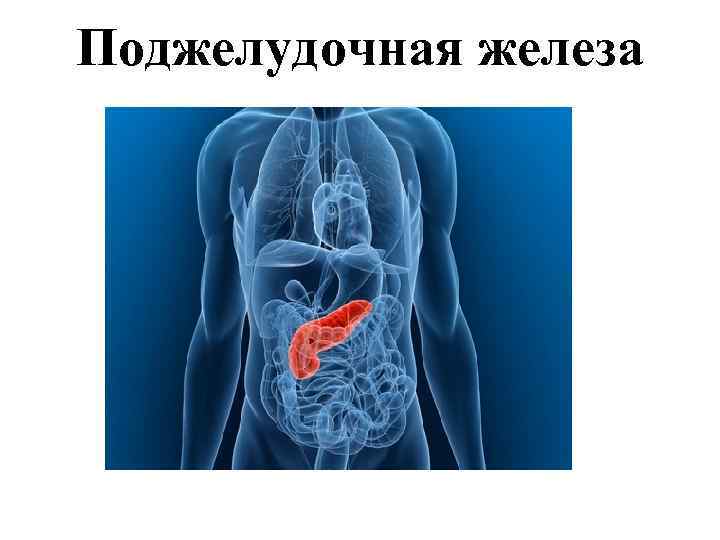 Поджелудочная железа 