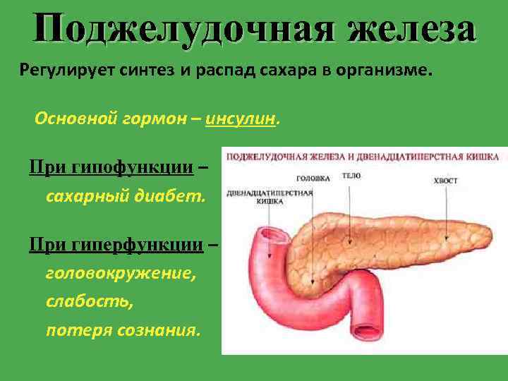  Поджелудочная железа Регулирует синтез и распад сахара в организме.  Основной гормон –