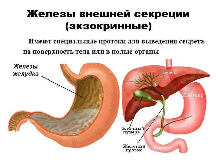 Железы внешней секреции это