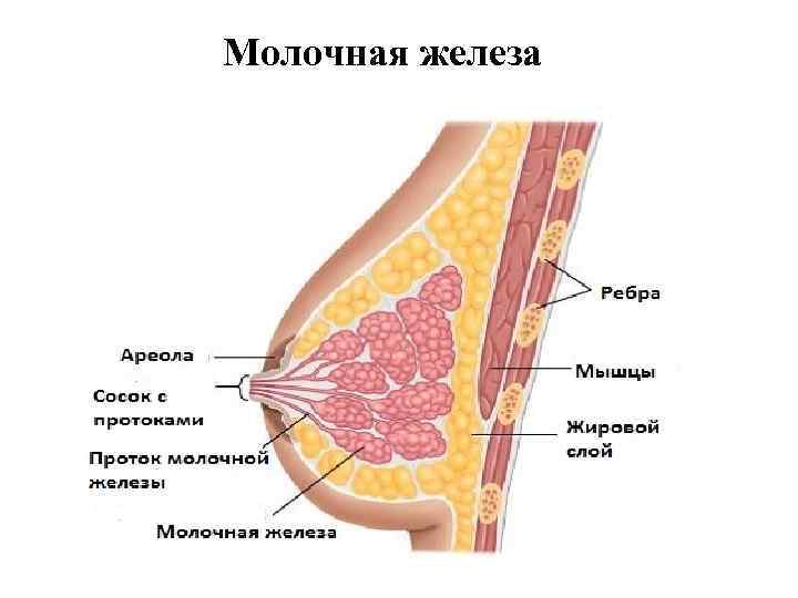 Молочная железа 