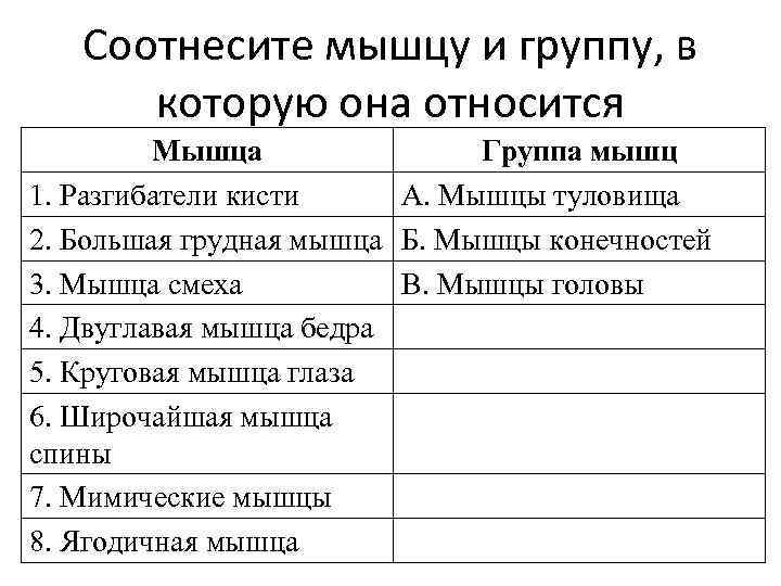   Соотнесите мышцу и группу, в  которую она относится   Мышца