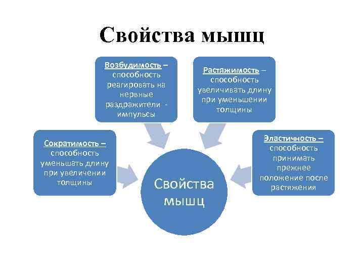    Свойства мышц    Возбудимость –    