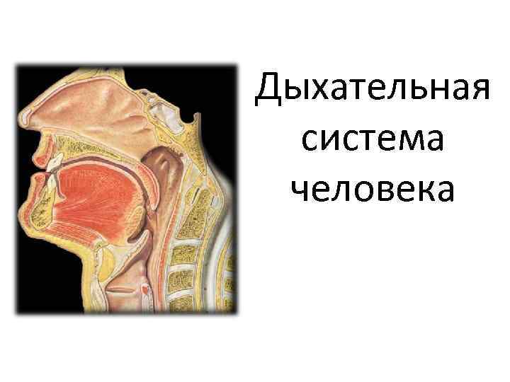 Дыхательная  система  человека 