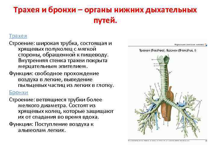  Трахея и бронхи – органы нижних дыхательных     путей. Трахея