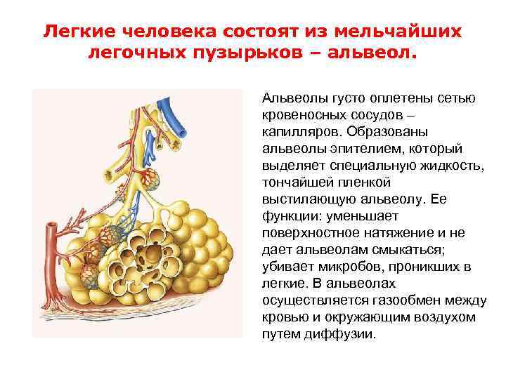 Легкие человека состоят из мельчайших легочных пузырьков – альвеол.     Альвеолы