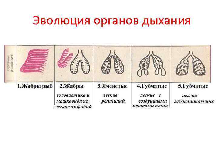  Эволюция органов дыхания 