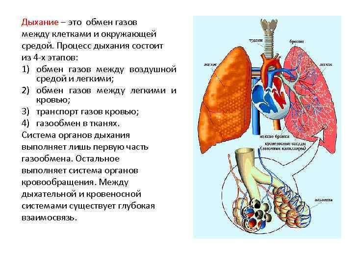 Дыхательная система человека 3 класс презентация