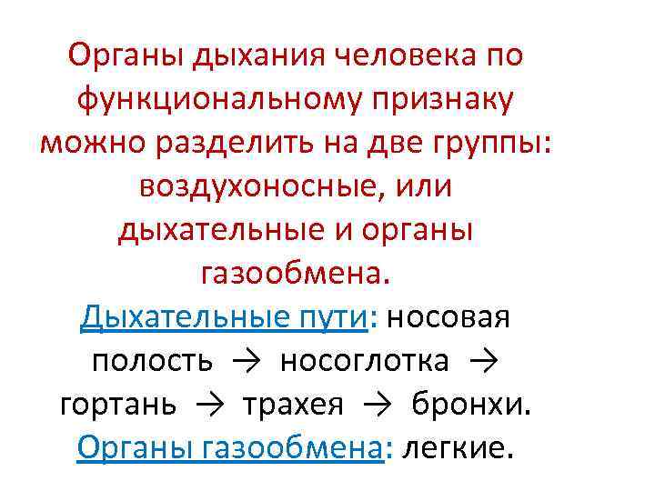 Органы дыхания человека по  функциональному признаку можно разделить на две группы: 