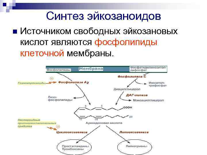 Эйкозаноиды биохимия презентация