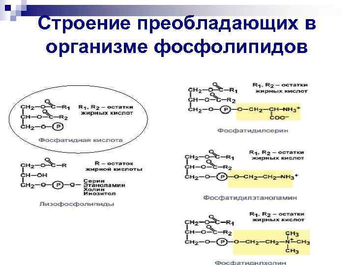 Строение преобладающих в  организме фосфолипидов 