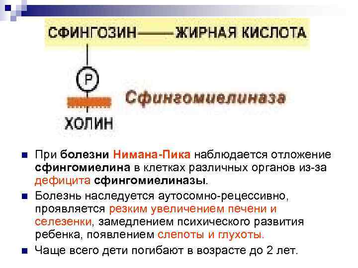n  При болезни Нимана-Пика наблюдается отложение сфингомиелина в клетках различных органов из-за дефицита
