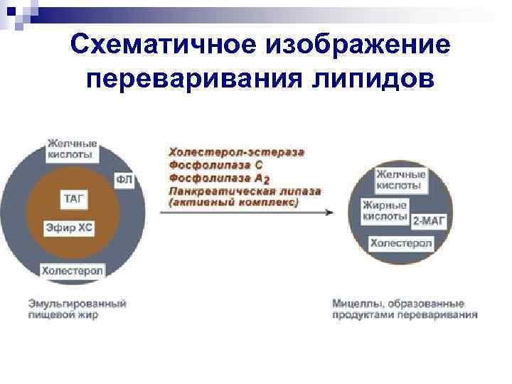 Схематичное изображение  переваривания липидов 