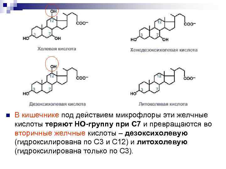 n  В кишечнике под действием микрофлоры эти желчные кислоты теряют НО-группу при С