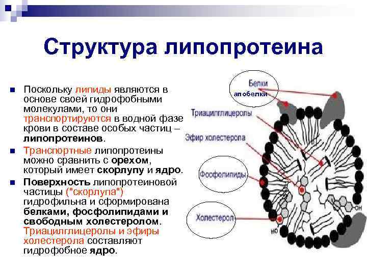 Липиды и липопротеины. Транспортные липопротеины: строение, образование, функции.. Строение транспортных липопротеинов. Структура липопротеина. Строение частицы липопротеина.