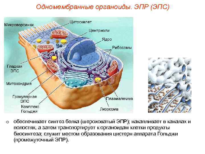   Одномембранные органоиды. ЭПР (ЭПС) o обеспечивает синтез белка (шероховатый ЭПР); накапливает в